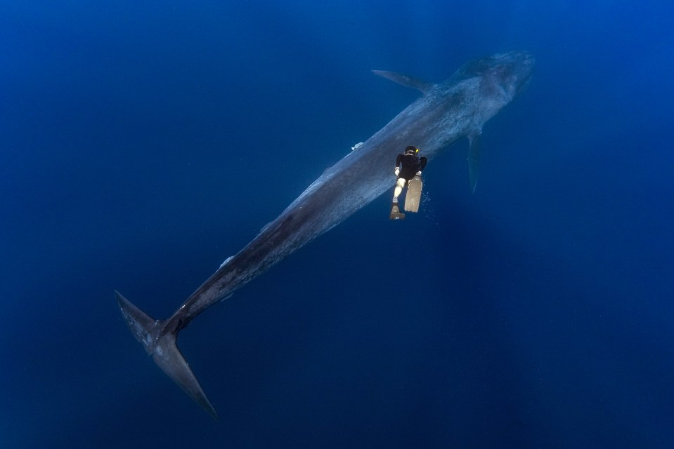  Despite its size the blue whale swam past them in just a matter of seconds