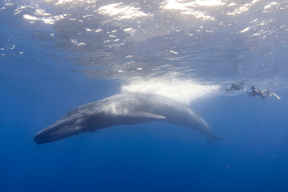  The diver looked tiny in comparison to the blue whale