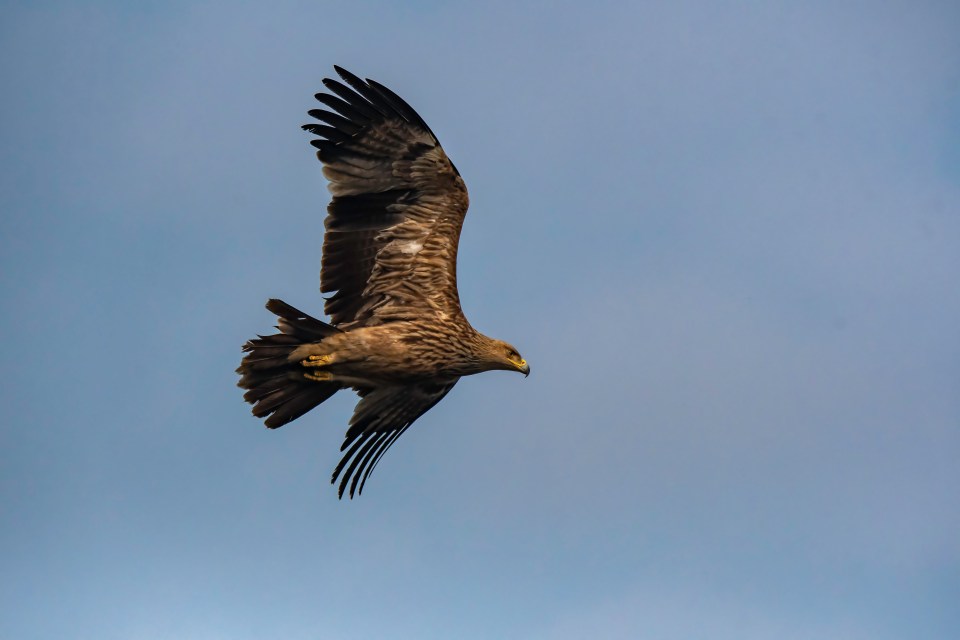  Tawny eagles may also not make it due to their size