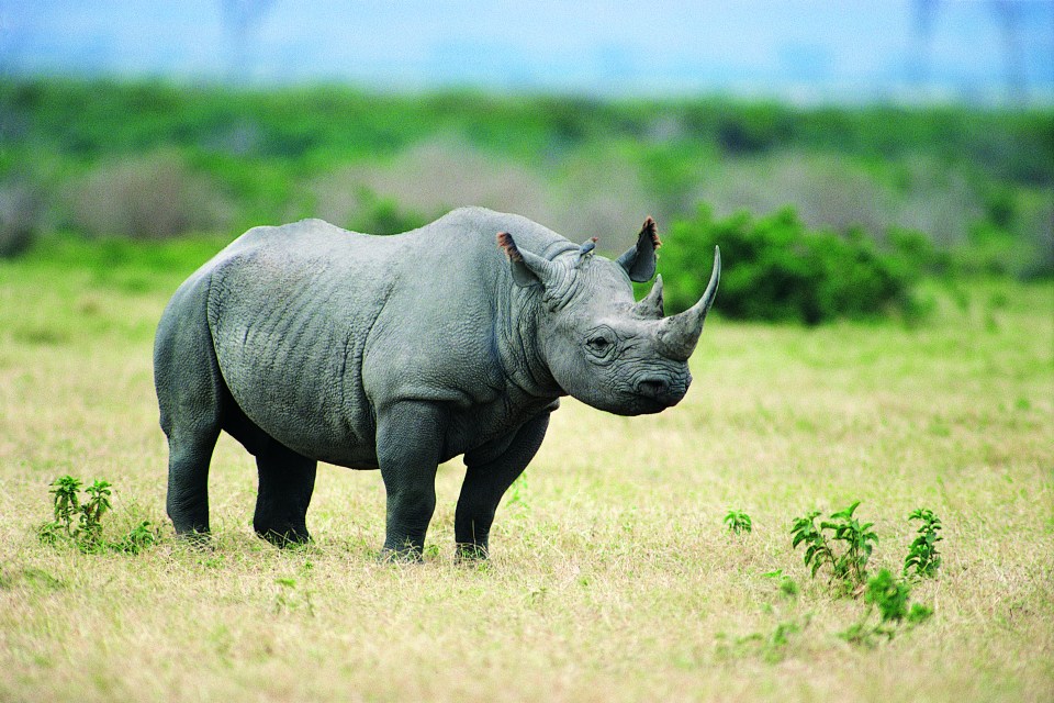  Black rhinos face extinction in the next hundred years