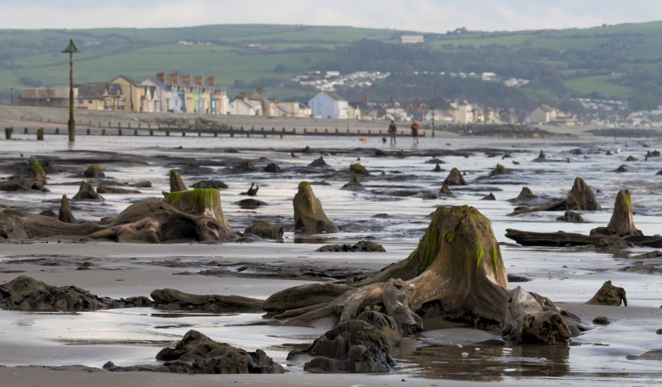  The ancient forest is located on the coast of Ceredigion in Wales