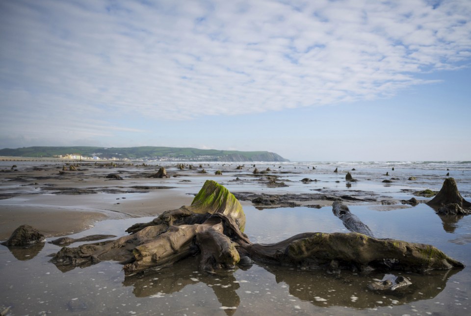 Storm Hannah and low tides helped to reveal what remains of the prehistoric trees