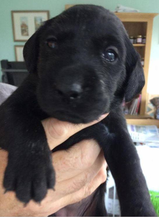  17-week-old Labrador puppy Shadow was beaten to death for pooing indoors, a court heard