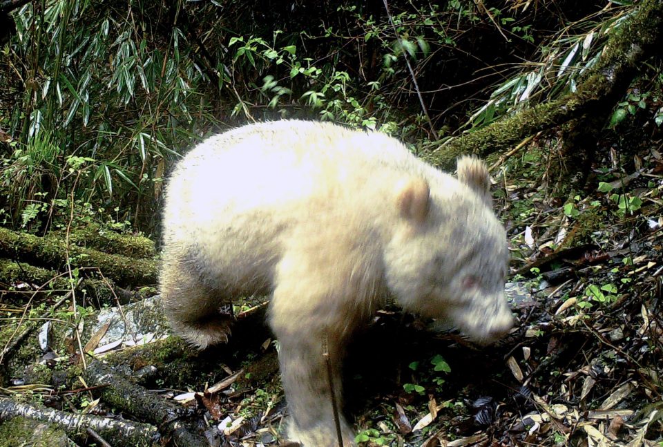  Pictured is the world's first photo of an albino panda