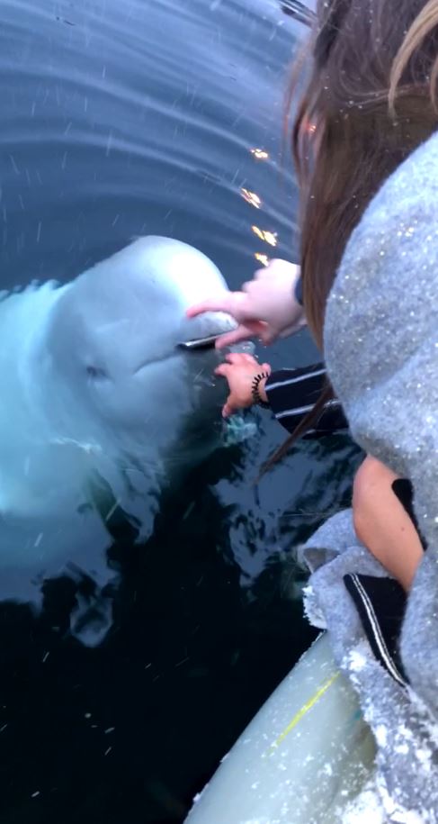  To their amazement, the whale has the missing phone in its mouth