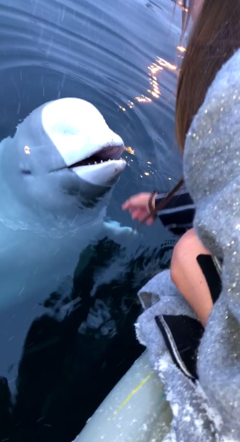  The whale then appears to look directly at the people in the boat in the manner of a dog that has fetched a stick