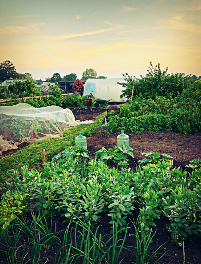  The family's allotment appears to be their very own space