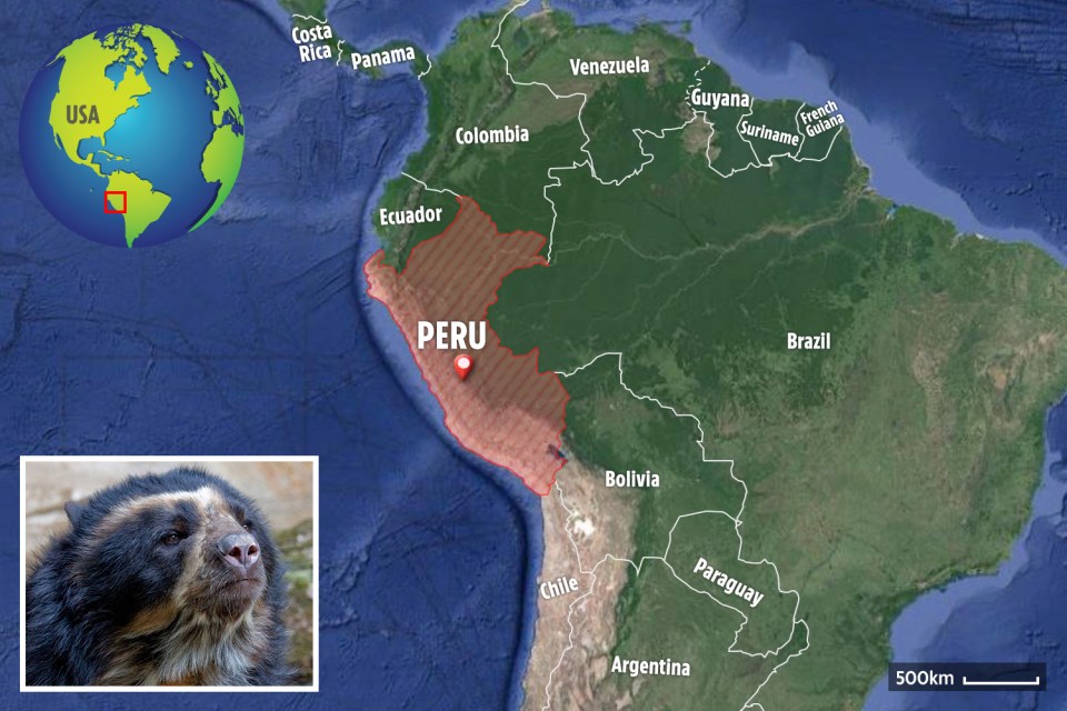 The fictional character of Paddington Bear, like a lot of spectacled bears, is supposed to be from Peru