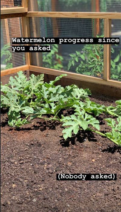  He gave fans a glimpse at his allotment