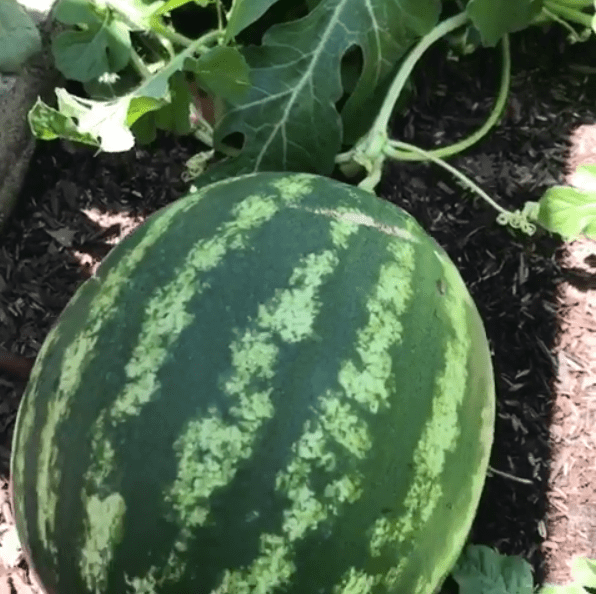  Calvin's watermelons were 'getting nibbled by squirrels and it’s no laughing matter'