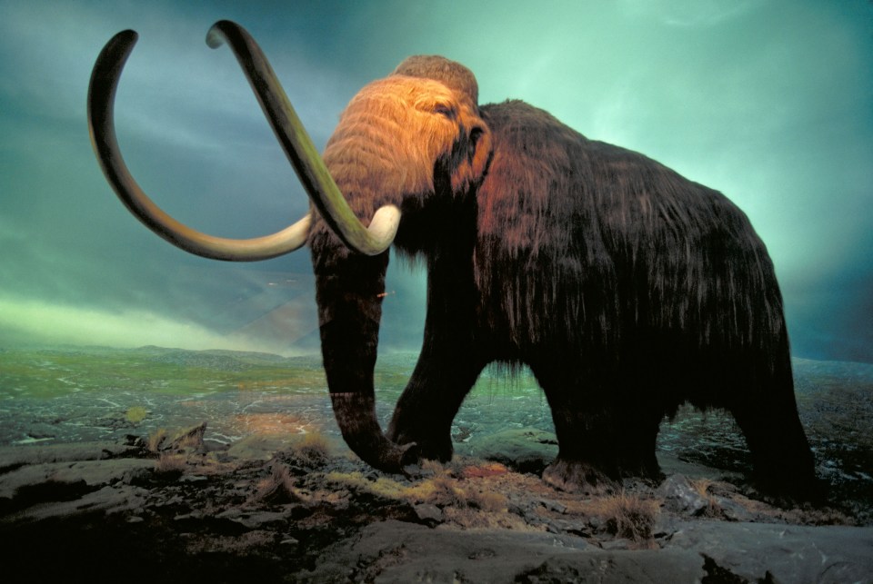  Artist's impression of a mammoth