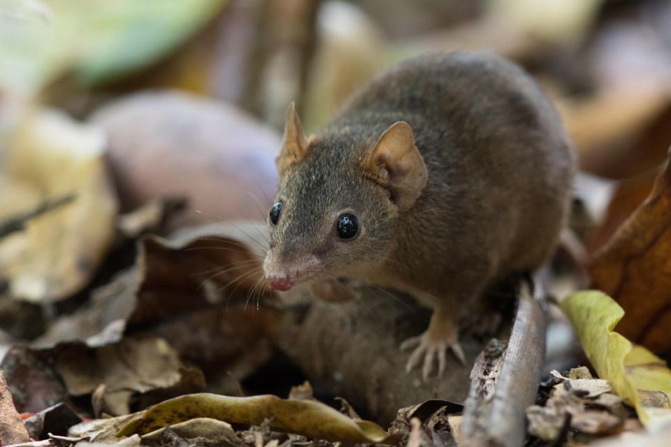 The creatures are covered in bristly fur like shrews