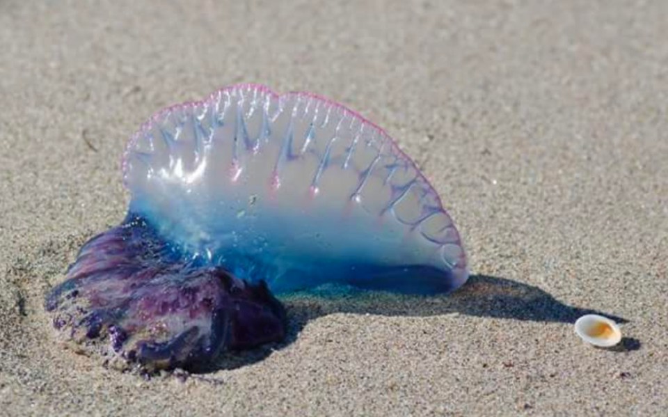 Three beaches were closed temporarily in Benidorm after two jellyfish-like man o’ war creatures were spotted in the water