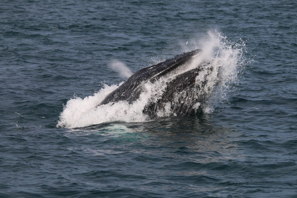  A quarter of the world’s species of whale, dolphin and porpoise reside on Scotland's west coast