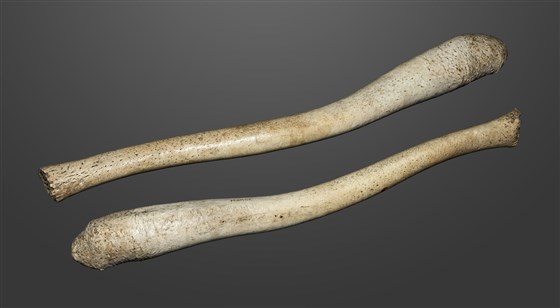 Penis bones can sell for a lot of money in the medicinal trade