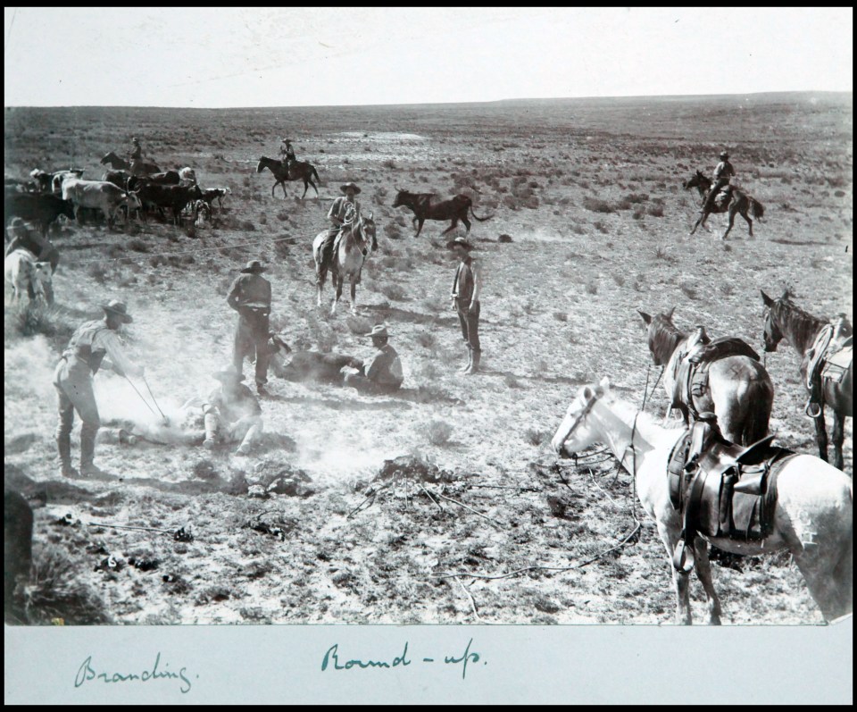  This picture, which is more than 100 years old, shows cattle being branded on the open plains