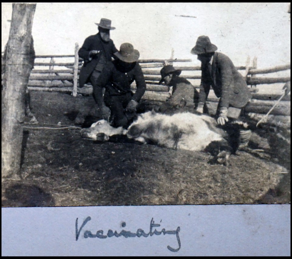  Cowboys vaccinating a steer in the old west