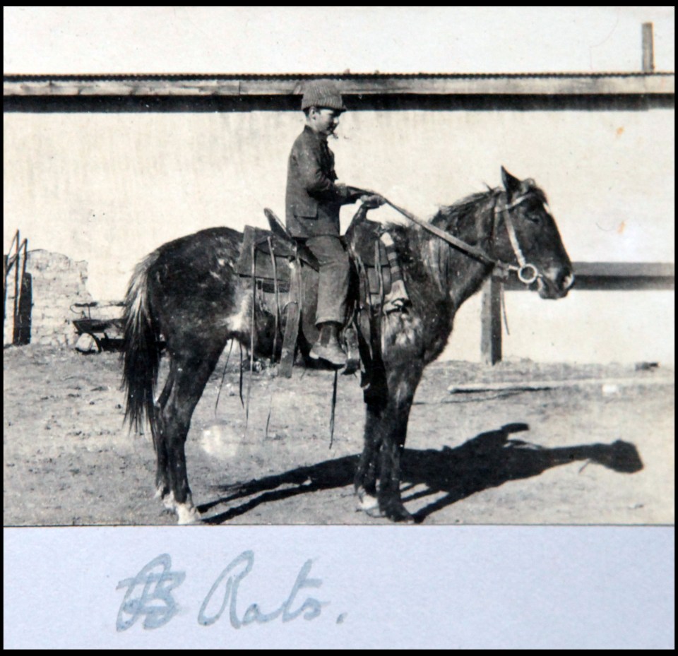  A child cowboy in training on an older horse