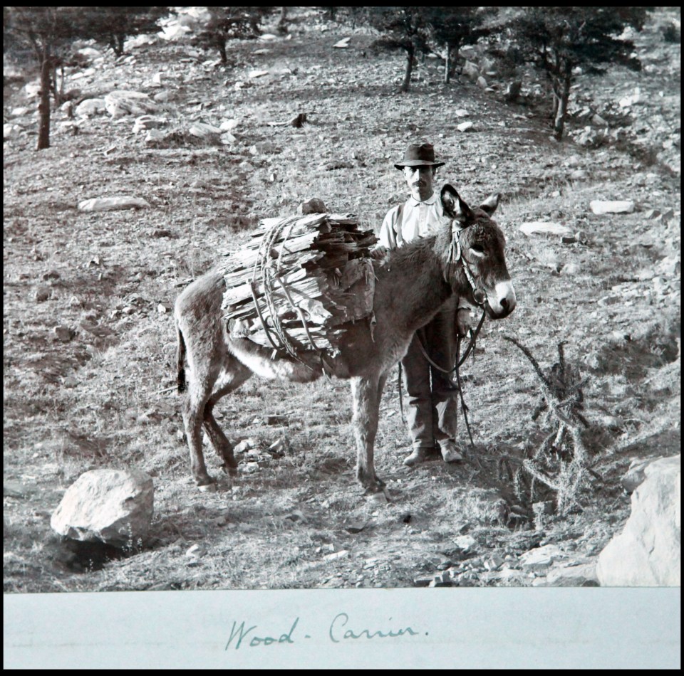  A wood carrier and his mule in the 1880s