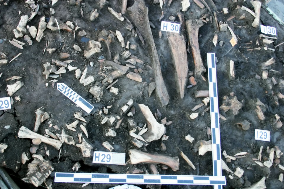  The children's teeth were found at this site amount all these ancient animal bones and tools