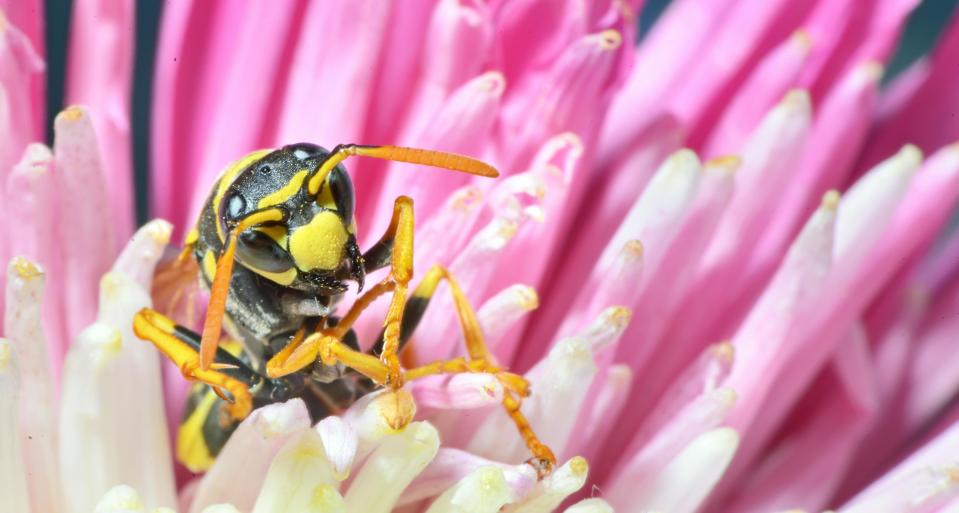  This wasp eats the flesh of animals