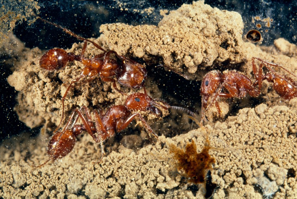  These ants live in North America