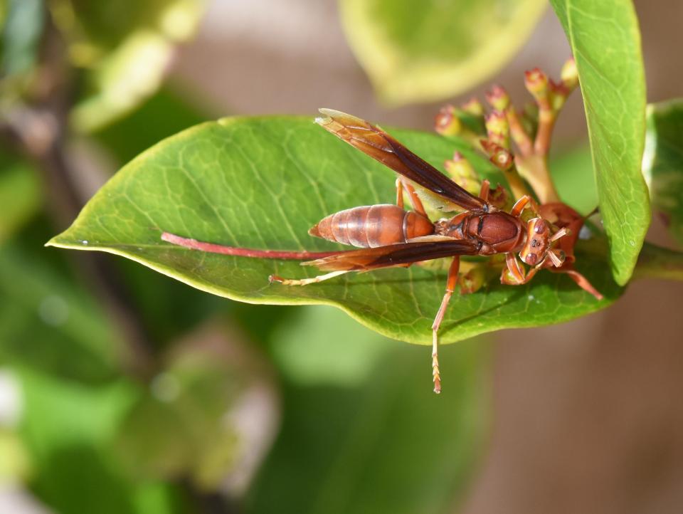  The red paper wasp attacks in a swarm