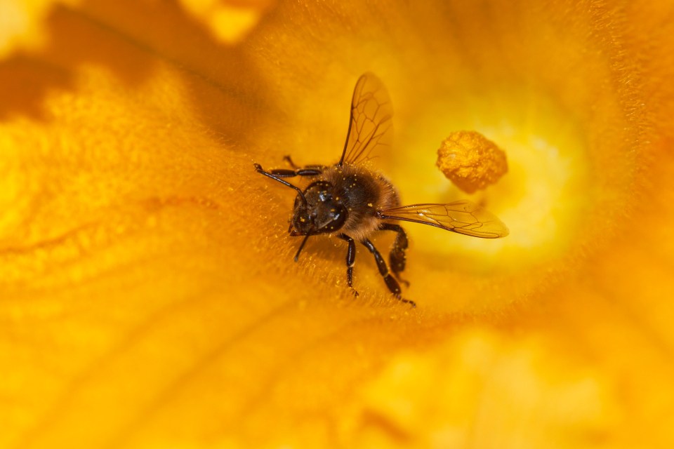  The western honey bee made the list for its unstoppable desire to steal your sugar