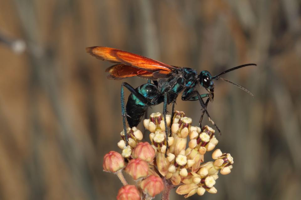  These wasp creatures actually eat tarantulas