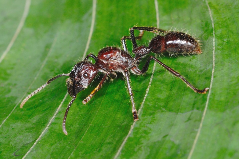  Bullet ants can be as painful as their name sounds