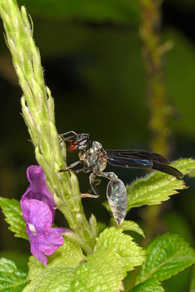  This wasp sting is incredibly painful