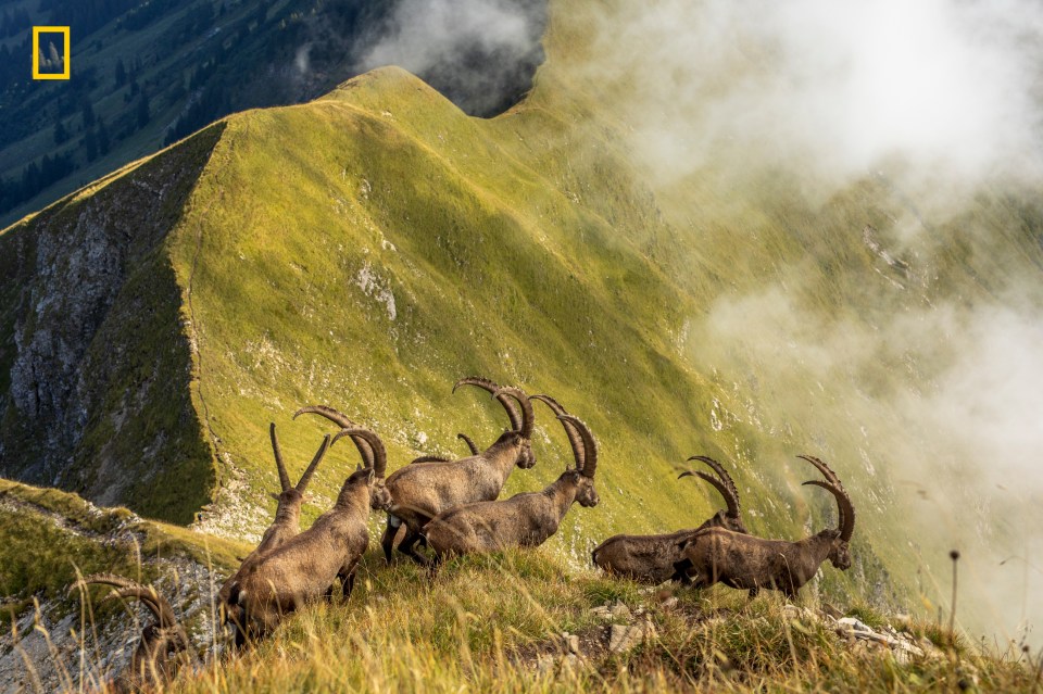  A special mention in the nature category went to Jonas Schaefer for 'King of the Alps', of a herd of ibexes in Switzerland’s Bernese Oberland cross a ridge above Lake Brienz. He said: 'The continuing ridge path and the rising fog show the natural habitat of these animals.'