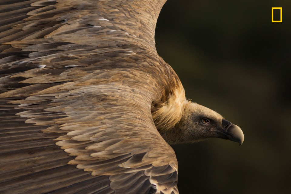  Tamara Blazquez won the nature category with 'Tender Eyes', which captures a griffon vulture soaring the skies in Monfragüe National Park. She said: 'Vultures are important members of the environment, as they take care of recycling dead matter. When looking at them flying, we should feel humbled and admire them'