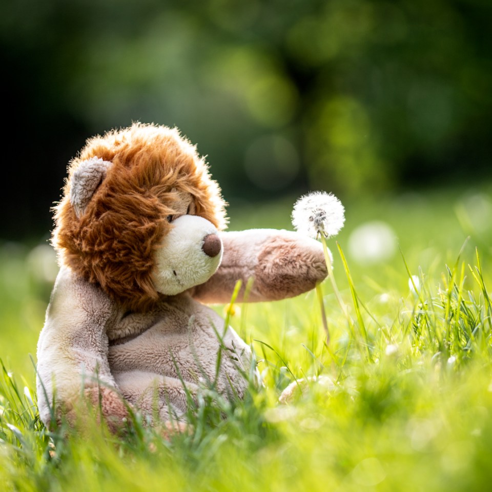  A fluffy bear plays with a dandelion while he waits to be reunited with his owner