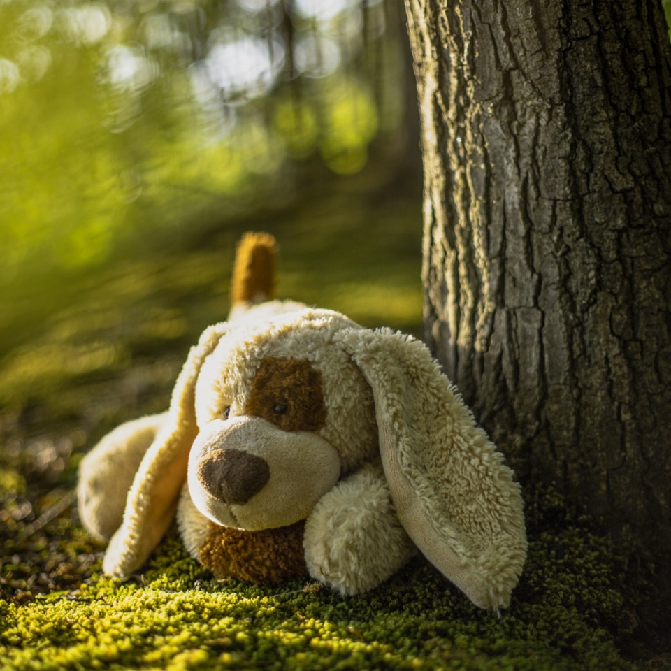  A sad-looking dog takes a rest under a tree