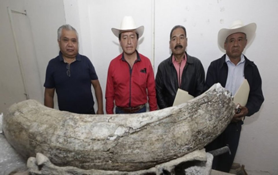  A huge mammoth tusk dug up in the Mexican state of Puebla