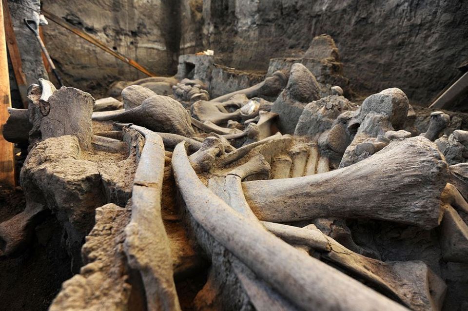  A treasure trove of mammoth bones was uncovered by the team