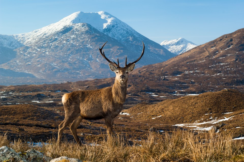  A majestic stag on moorland