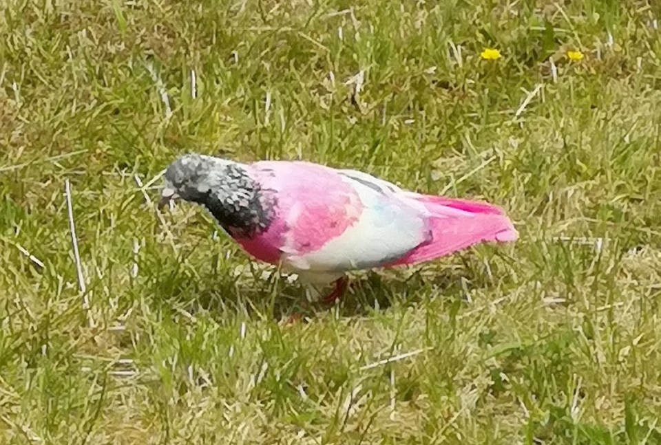  The beautiful bird was photographed at a business park in Bracknell by a stunned accountant