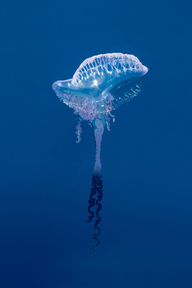 The man o’war is not technically a jellyfish, but has a venomous sting that can paralyse its prey