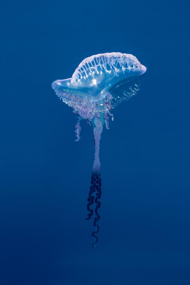  The man o'war is not technically a jellyfish, but has a venomous sting that can paralyse its prey