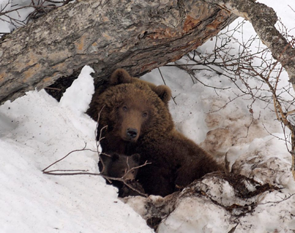  Local reports suggested the man was thought to have been dragged to the cave by a bear and remained trapped for a month