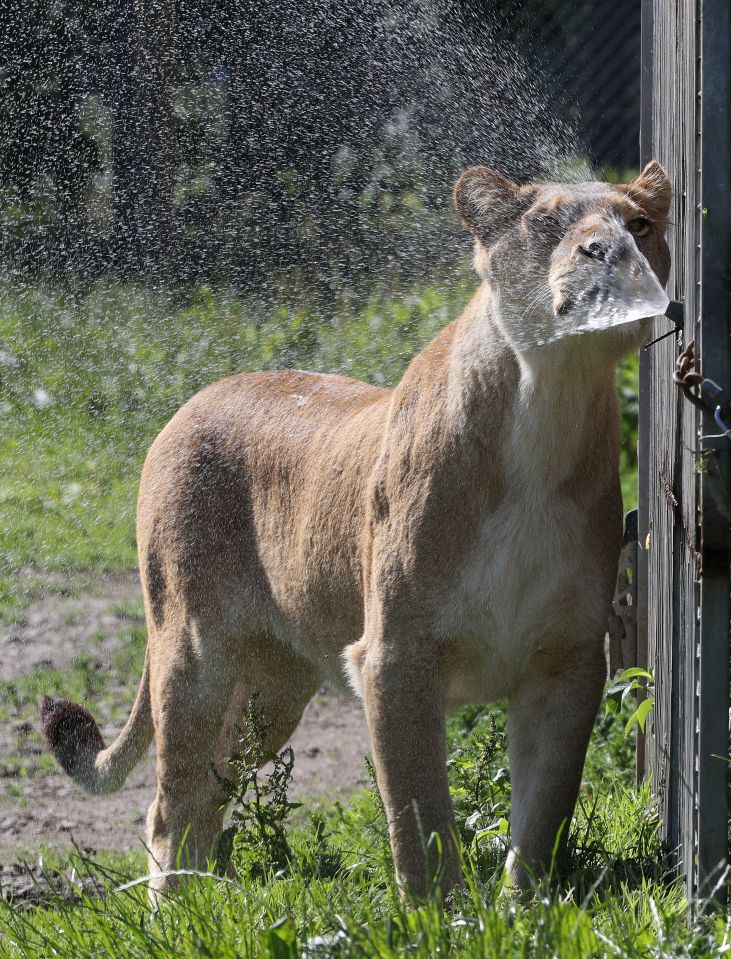 A lioness cools down in Blair Drummond Safari Park near Stirling, Scotland this afternoon