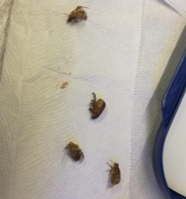 Cockroach-type creatures were fumigated from the plane