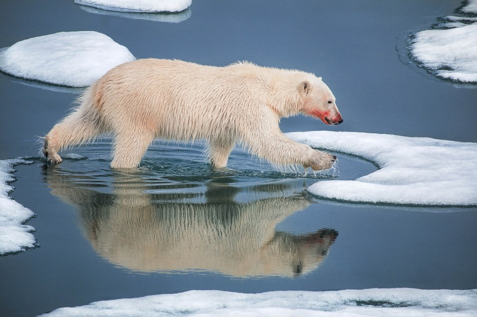  Paal Uglefisk picked up the top prize for this stunning picture