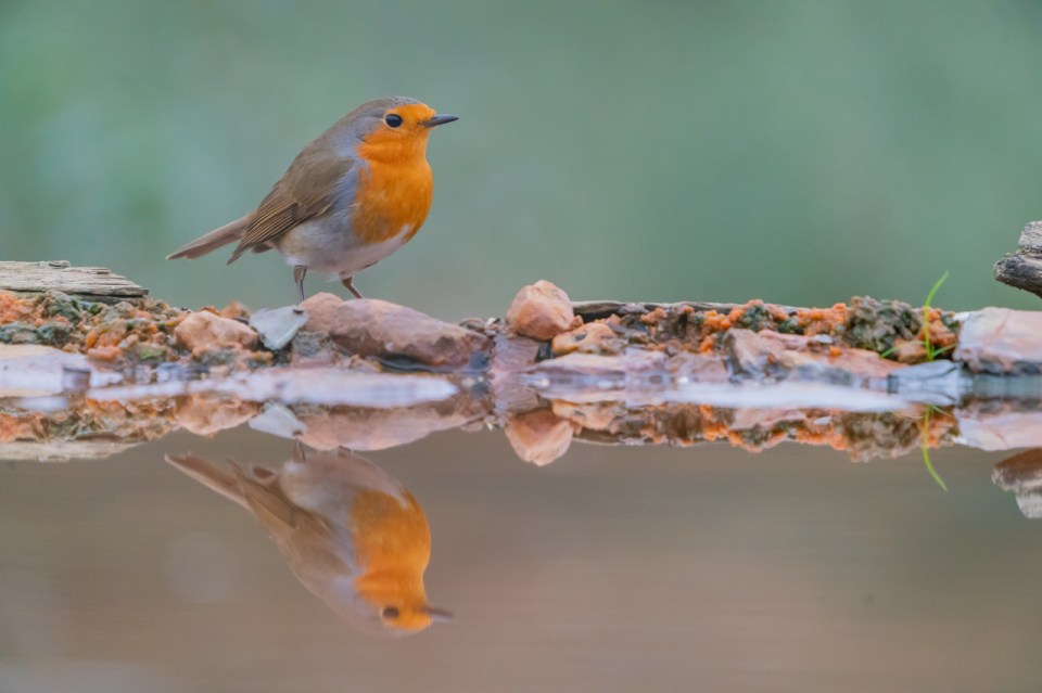  T Gassner's detailed photo is simply called Robin