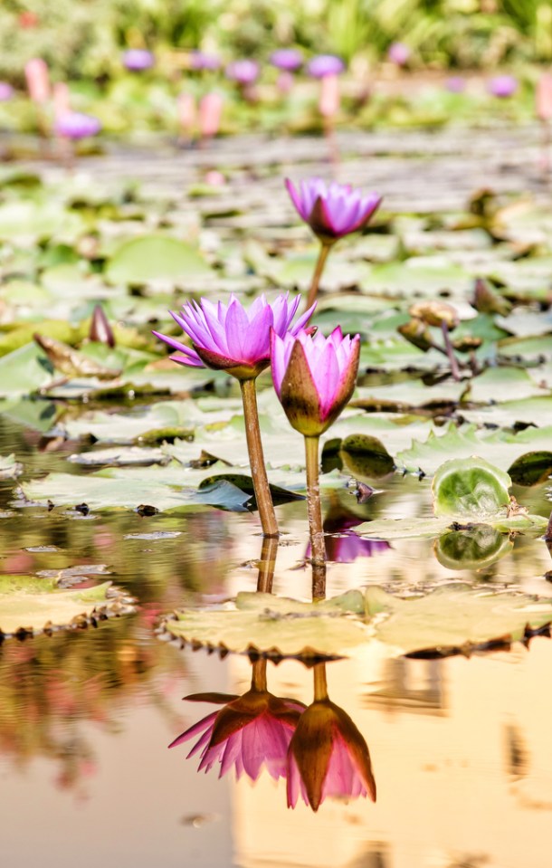  R Antony's shows some water lilies blooming on a pond