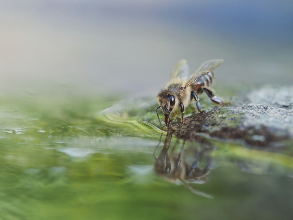  Ikea Schroeder managed to capture this wildbee having a drink