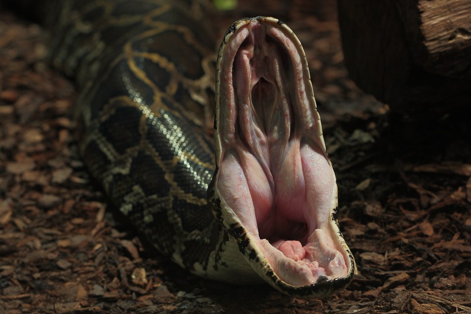  Although rare, the pythons do bite and can unlock their jaws wide enough to consume an entire human