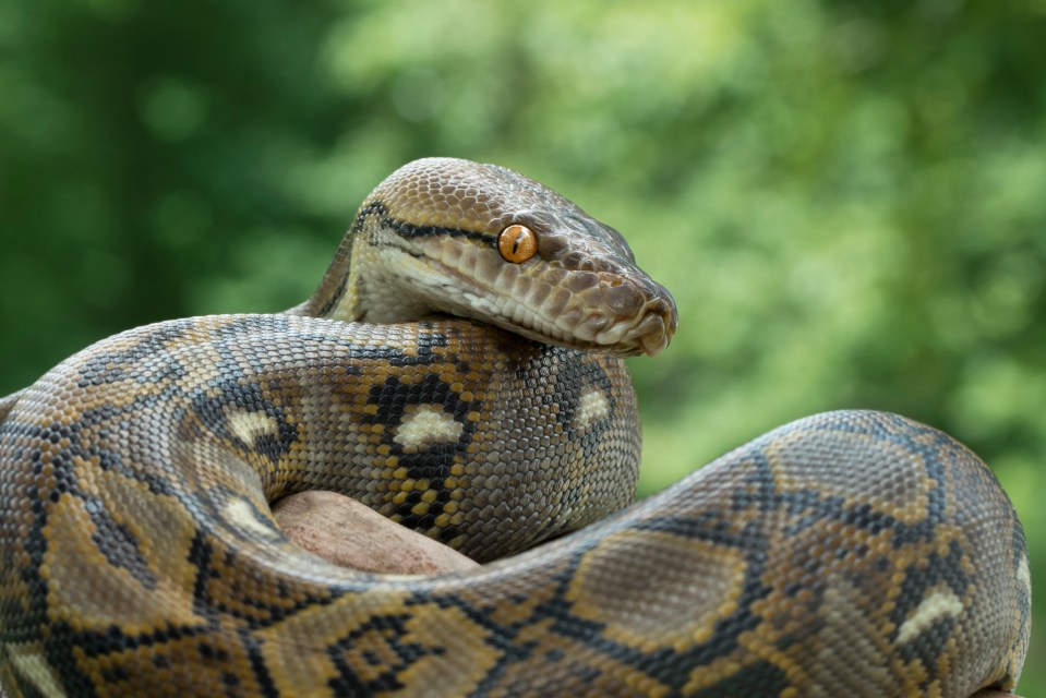  A reticulated python, which can grow up to 32 feet long, was spotted on a residential street in Cambridge